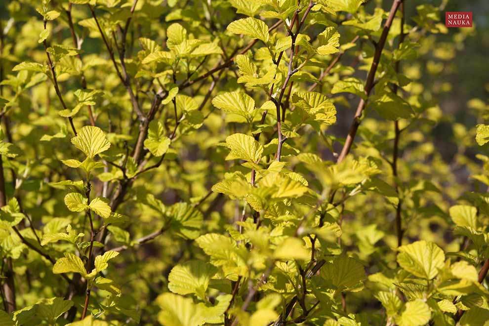 pęcherznica kalinolistna (Physocarpus opulifolius)
