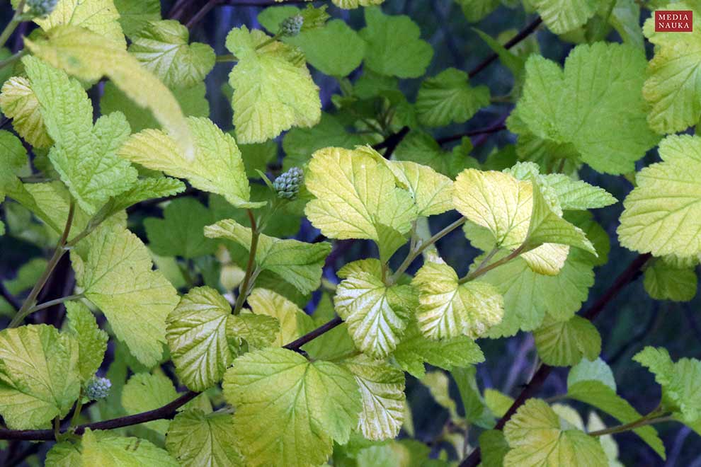 pęcherznica kalinolistna (Physocarpus opulifolius)
