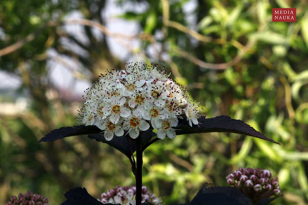 pęcherznica kalinolistna (Physocarpus opulifolius)