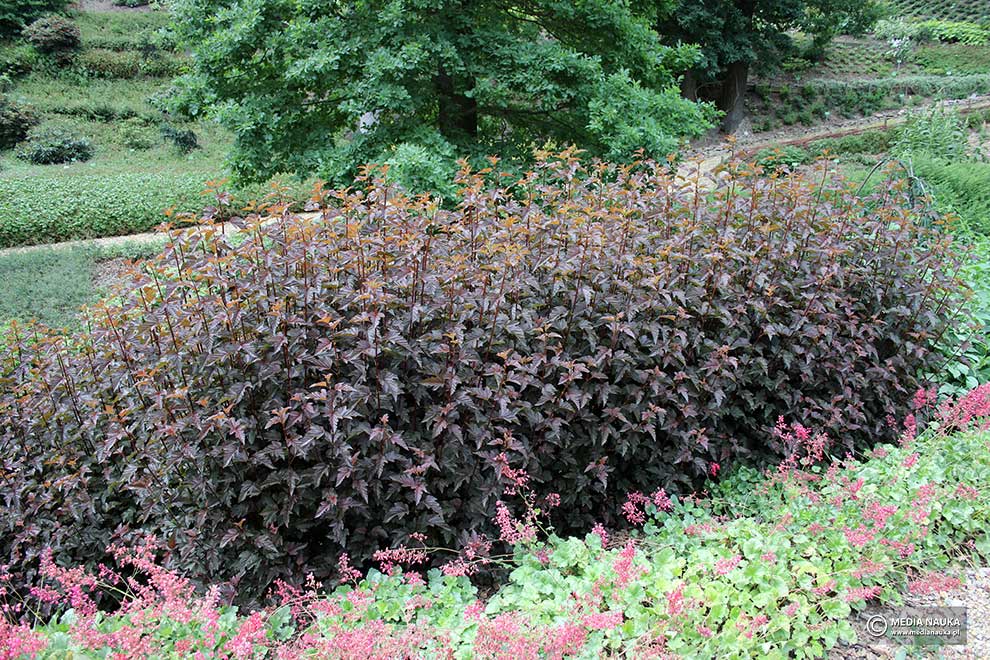 pęcherznica kalinolistna (Physocarpus opulifolius)