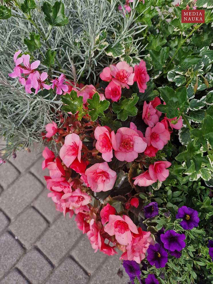 Pelargonia