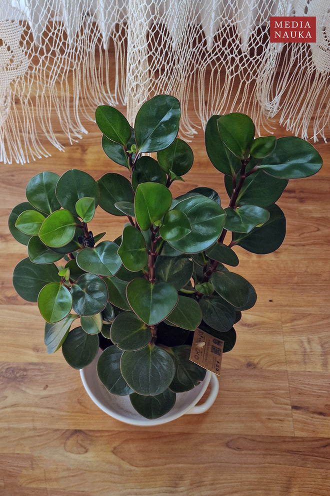 peperomia tępolistna, peperomia magnoliolistna (Peperomia obtusifolia)