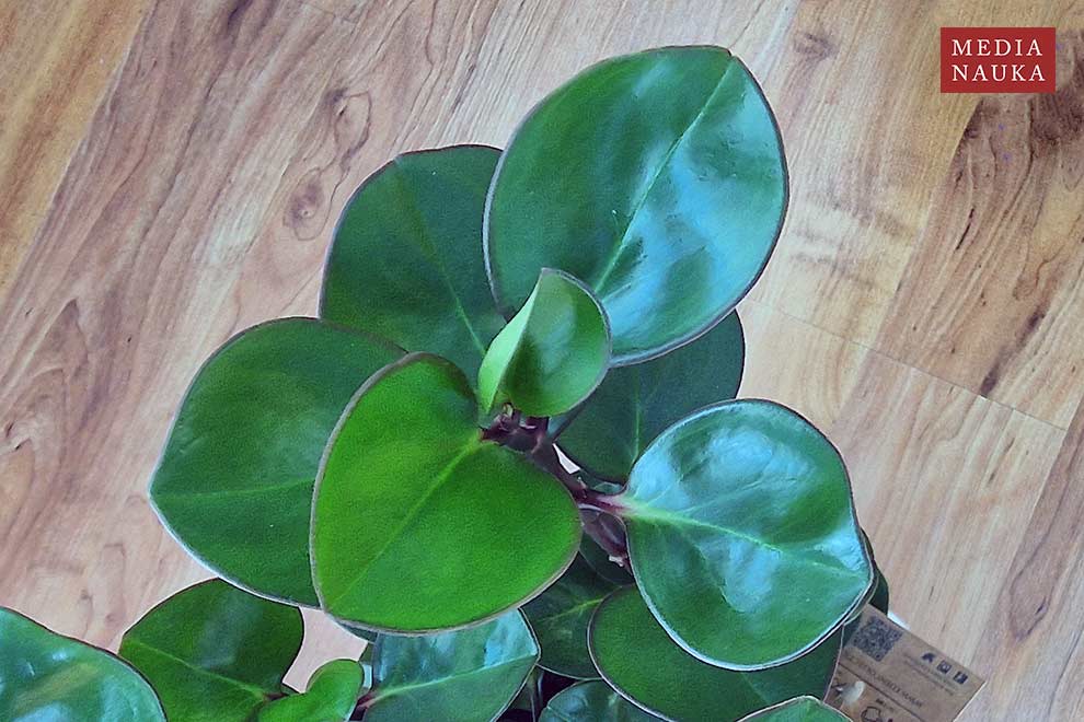 peperomia tępolistna, peperomia magnoliolistna (Peperomia obtusifolia)