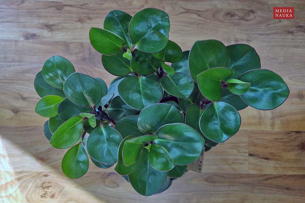 peperomia tępolistna, peperomia magnoliolistna (Peperomia obtusifolia)