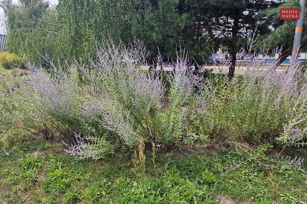 perowskia łobodolistna (Perovskia atriplicifolia)