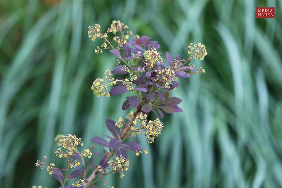 perukowiec podolski (Cotinus coggygria)