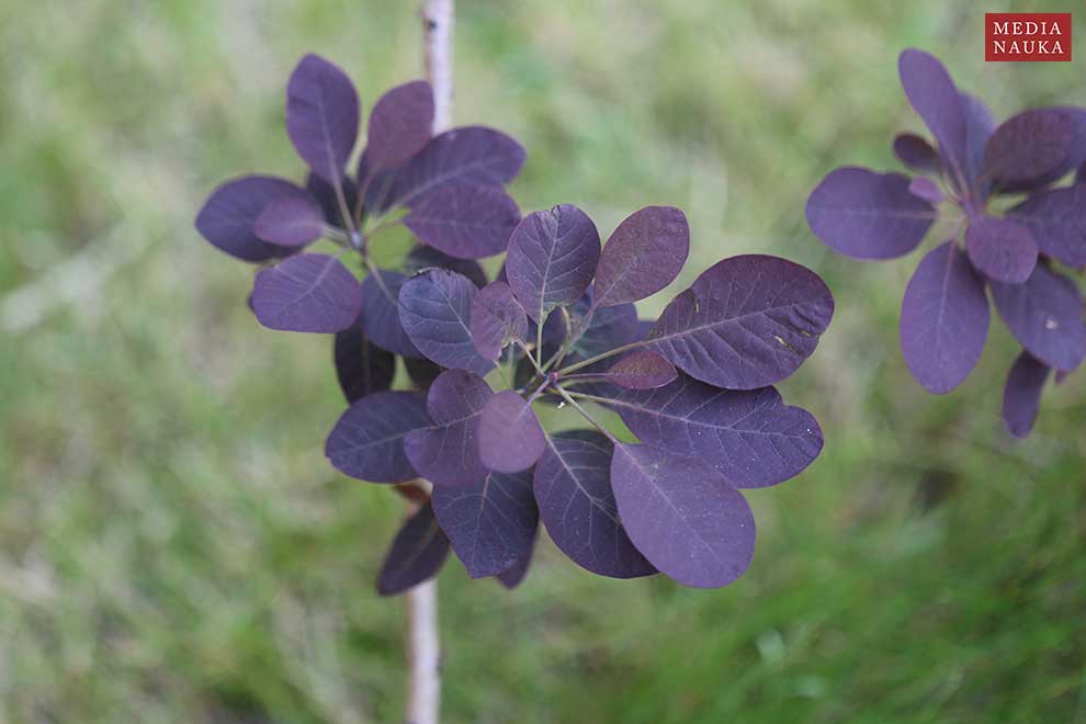 perukowiec podolski (Cotinus coggygria)