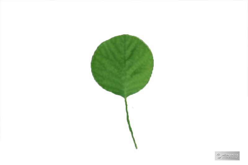 perukowiec podolski (Cotinus coggygria)