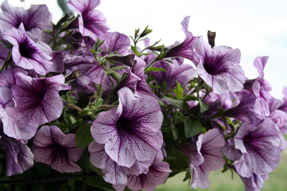 petunia ogrodowa (Petunia ×atkinsiana)