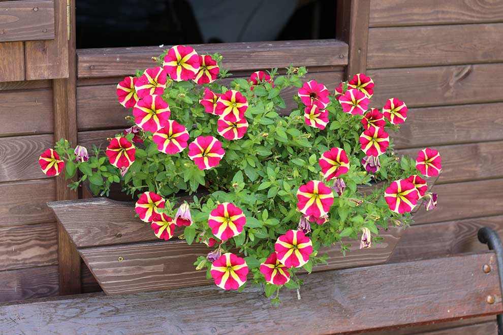 petunia ogrodowa (Petunia ×atkinsiana)