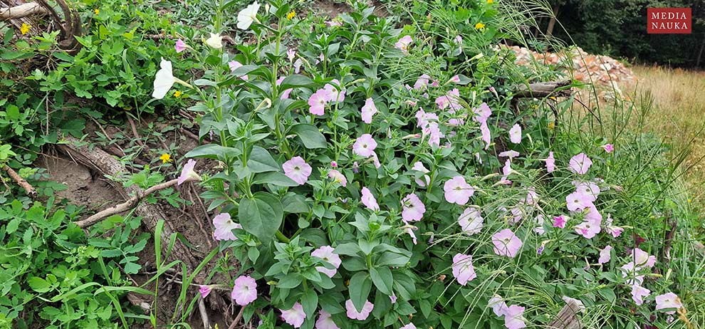 petunia ogrodowa (Petunia ×atkinsiana)