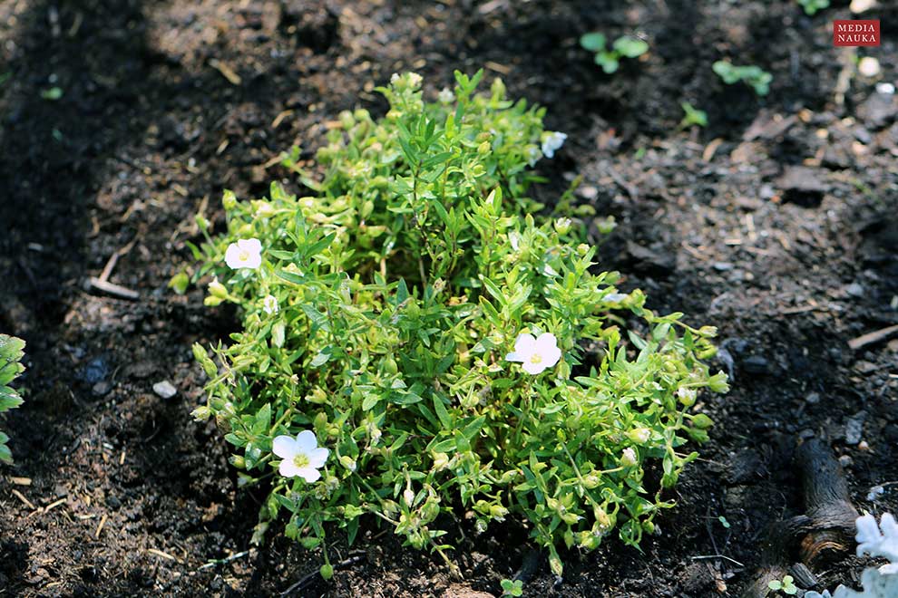 piaskowiec górski (Arenaria montana)