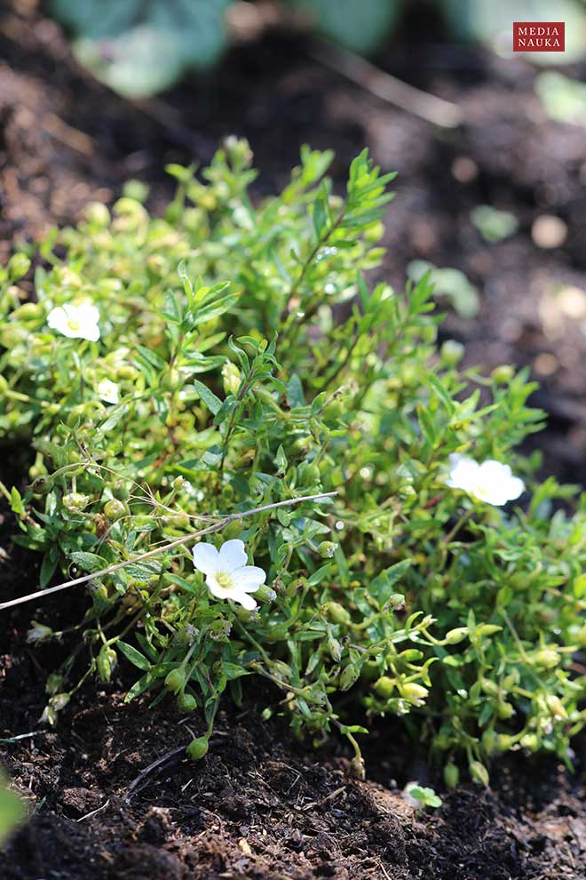 piaskowiec górski (Arenaria montana)