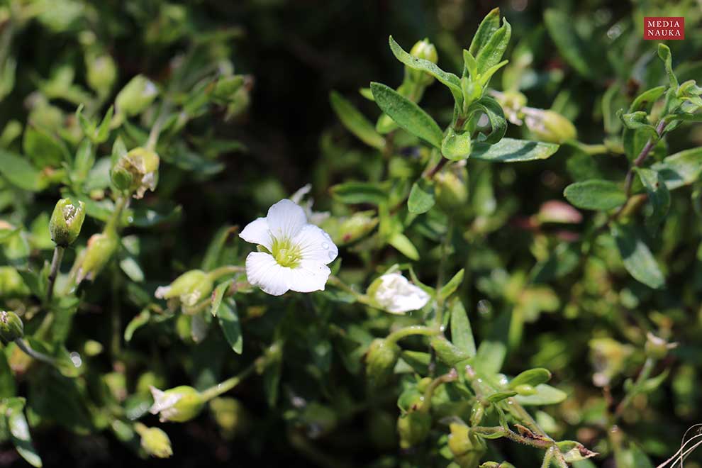 piaskowiec górski (Arenaria montana)