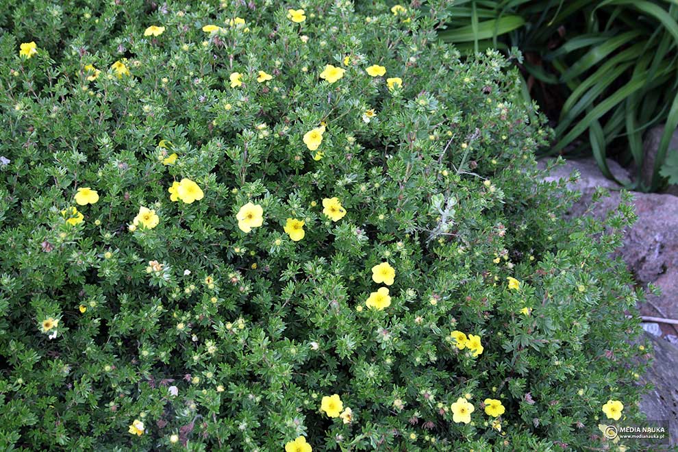 pięciornik krzewiasty (Potentilla fruticosa)
