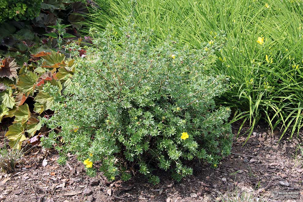 pięciornik krzewiasty (Potentilla fruticosa)