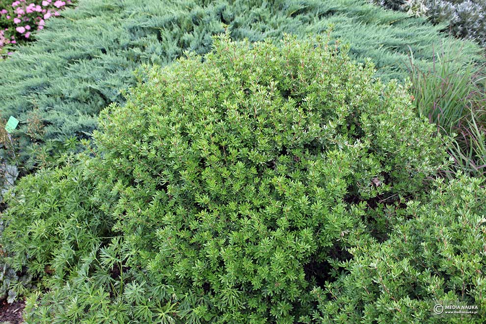 pięciornik krzewiasty (Potentilla fruticosa)