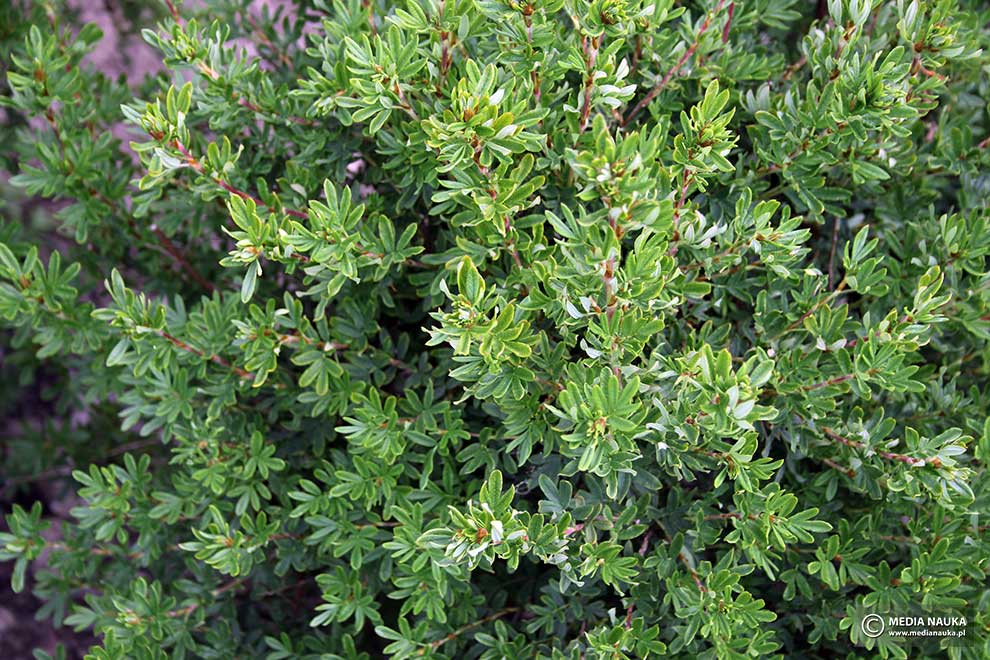 pięciornik krzewiasty (Potentilla fruticosa)