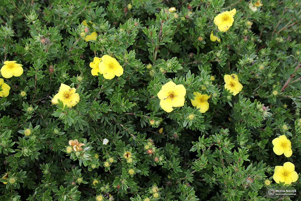 pięciornik krzewiasty (Potentilla fruticosa)