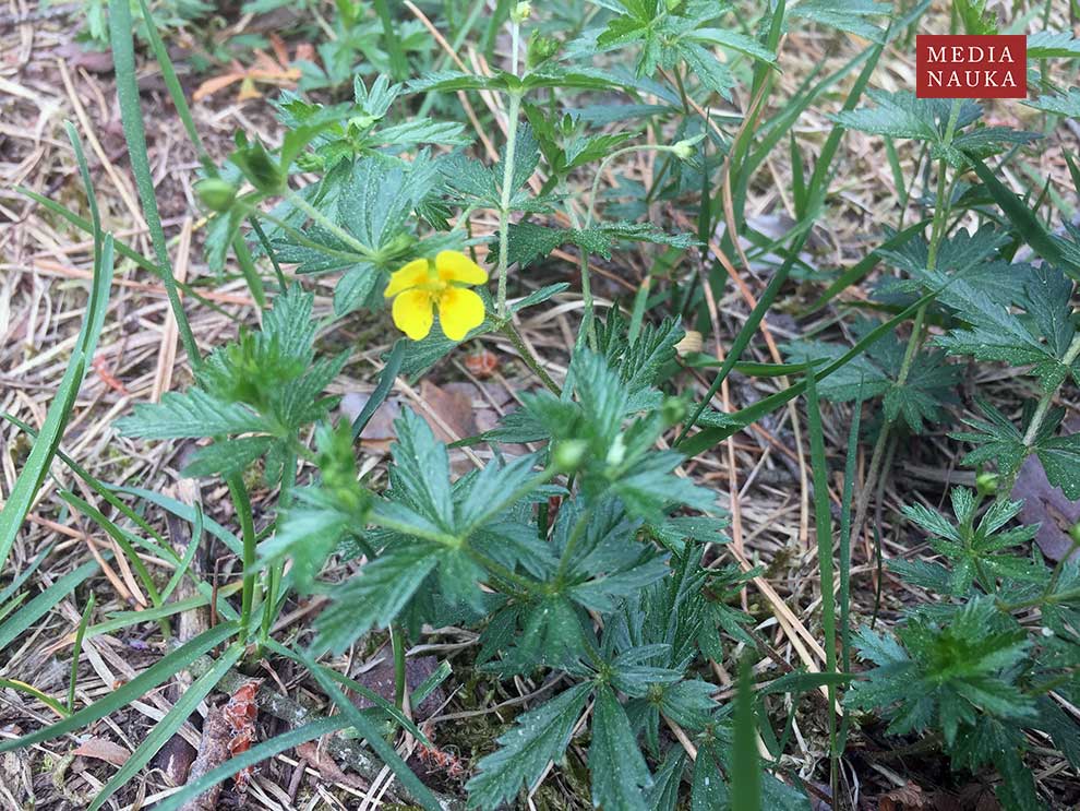 pięciornik kurze-ziele (Potentilla erecta)