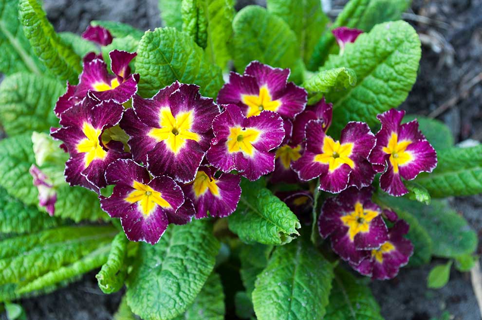 pierwiosnek bezłodygowy (Primula vulgaris)