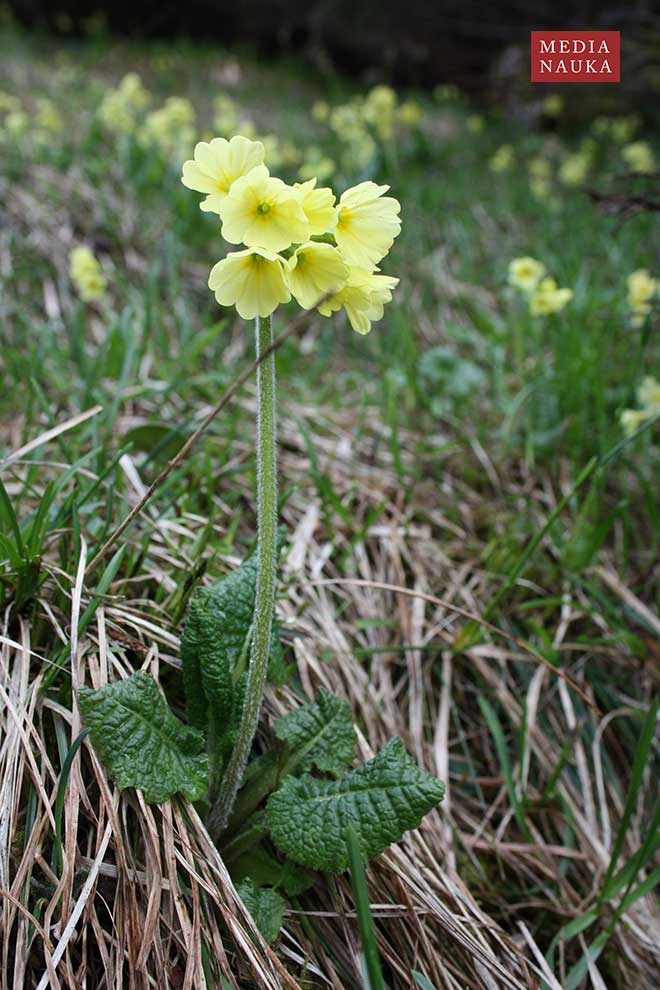 pierwiosnek wyniosły (Primula elatior)