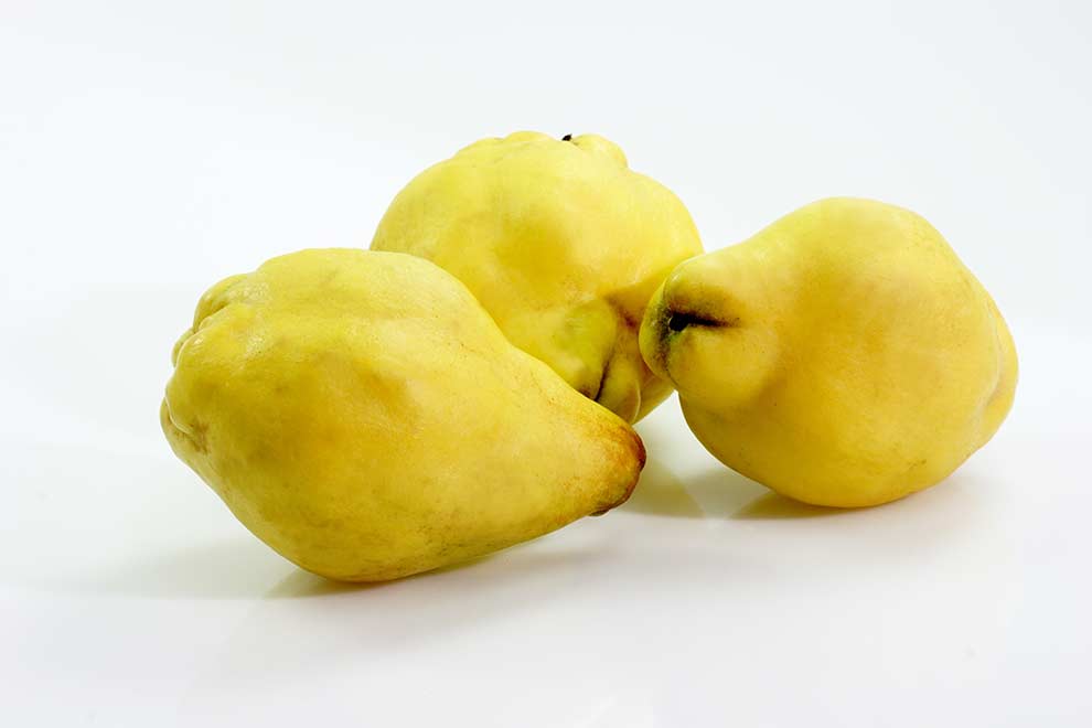 pigwa pospolita (Cydonia oblonga)