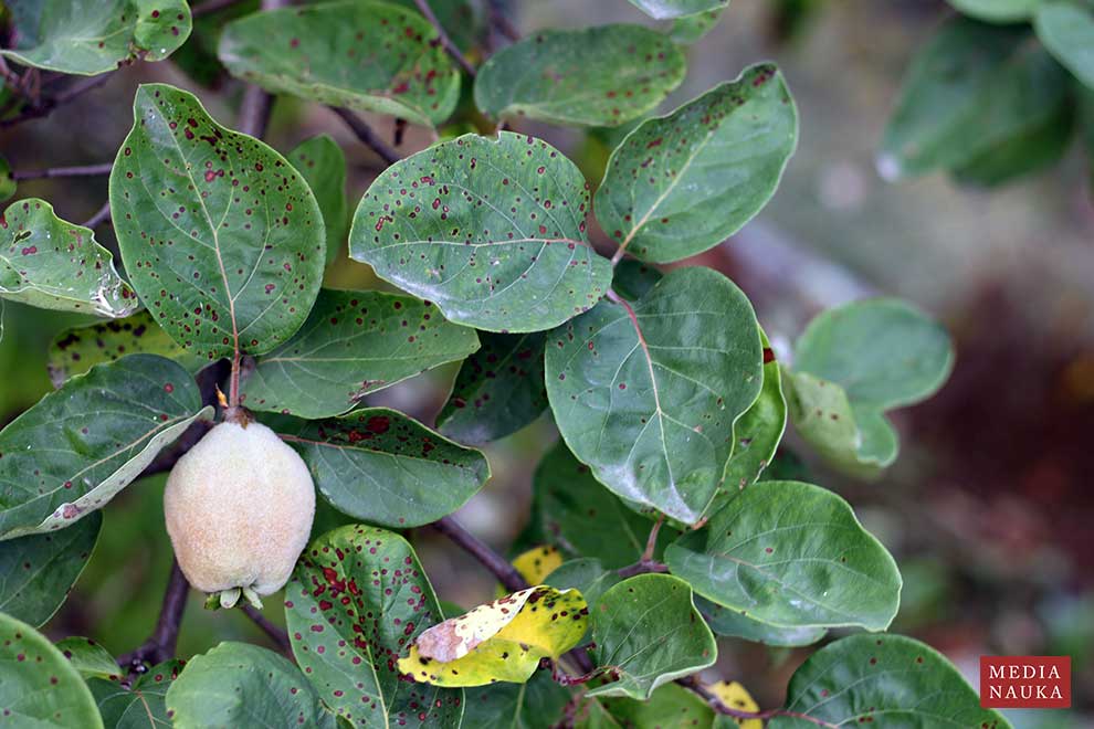pigwa pospolita (Cydonia oblonga)