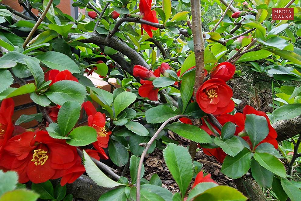 pigwowiec japoński (Chaenomeles japonica)