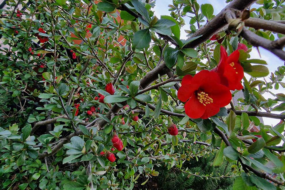 pigwowiec japoński (Chaenomeles japonica)