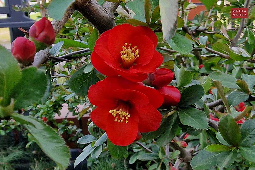 pigwowiec japoński (Chaenomeles japonica)