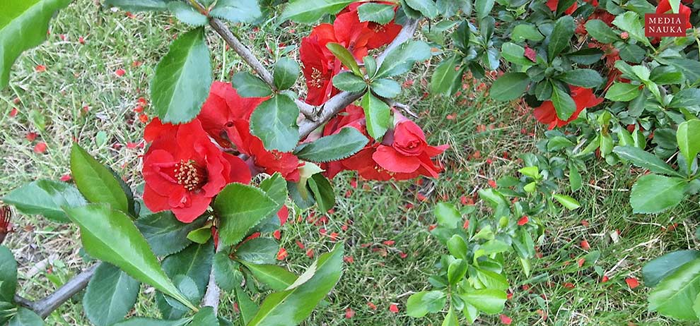pigwowiec japoński (Chaenomeles japonica)