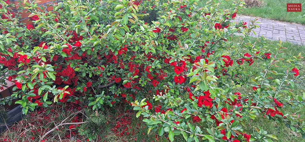 pigwowiec japoński (Chaenomeles japonica)