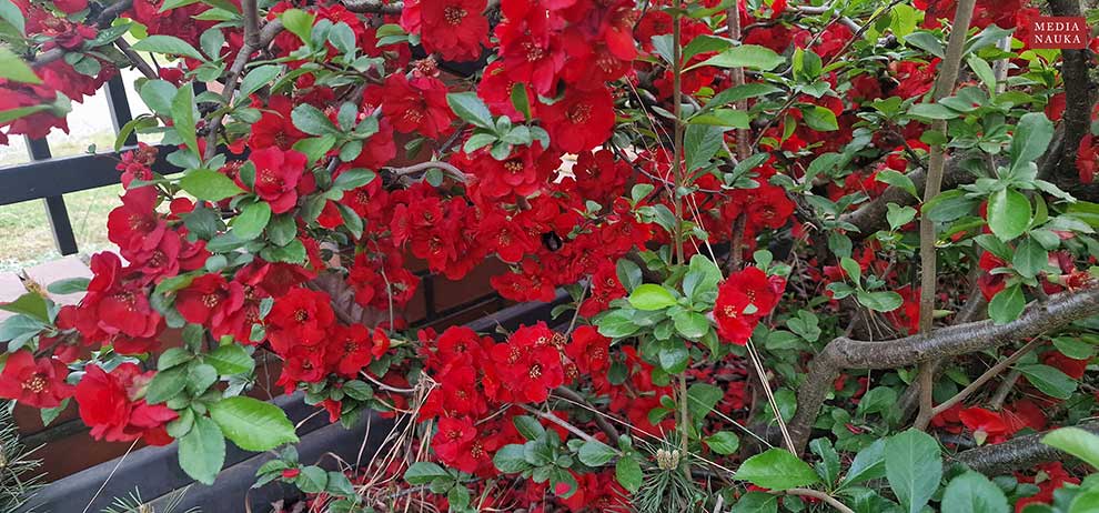pigwowiec japoński (Chaenomeles japonica)