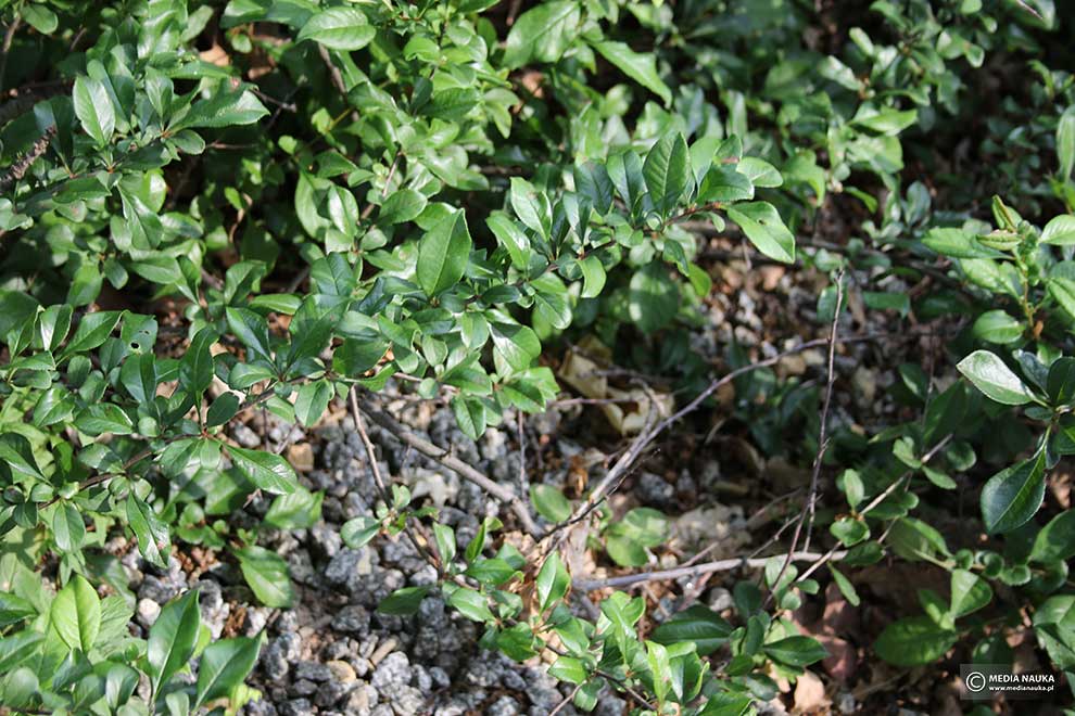 pigwowiec pośredni (Chaenomeles ×superba)