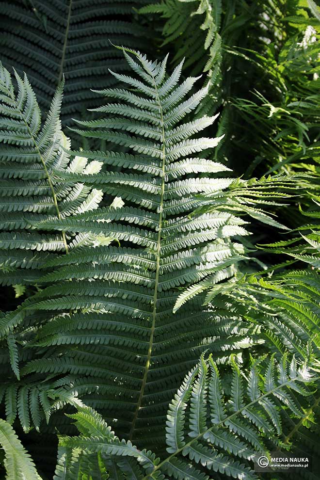 pióropusznik strusi (Matteuccia struthiopteris)