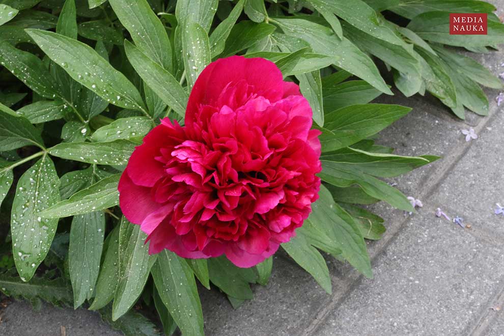 piwonia lekarska (Paeonia officinalis)