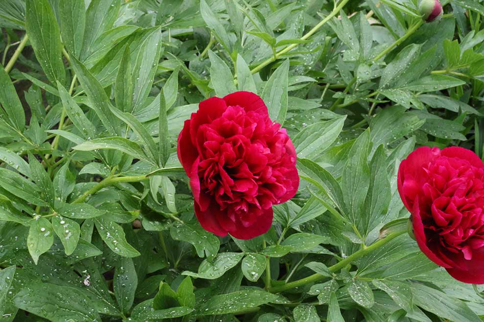 piwonia lekarska (Paeonia officinalis)