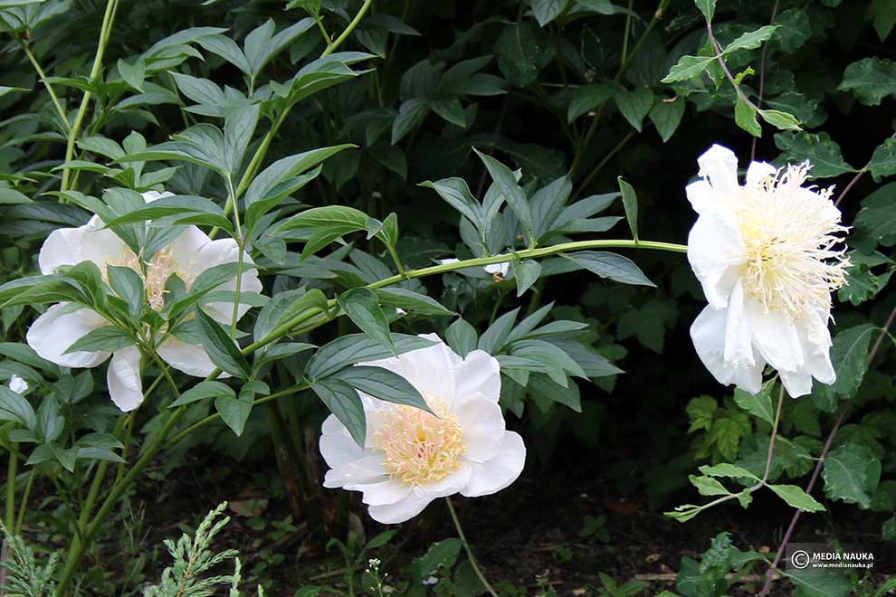 piwonia chińska (Paeonia lactiflora)