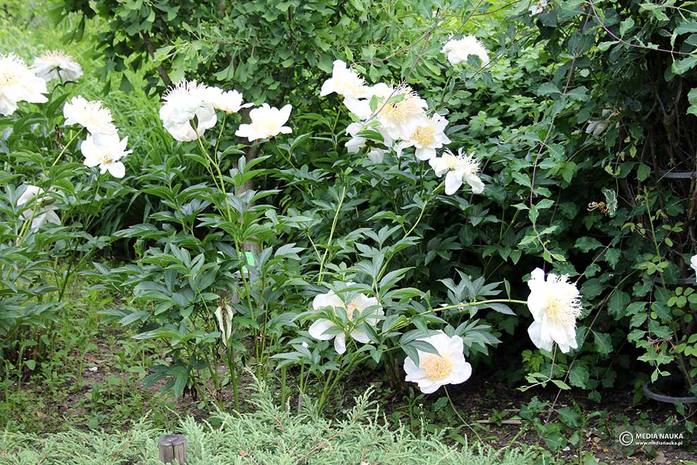 piwonia chińska (Paeonia lactiflora)