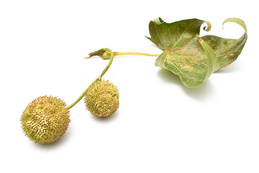 platan klonolistny (Platanus × acerifolia)