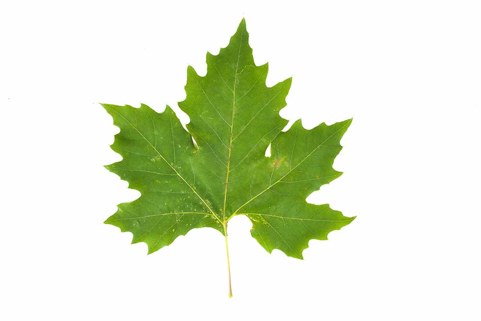 platan klonolistny (Platanus × acerifolia)
