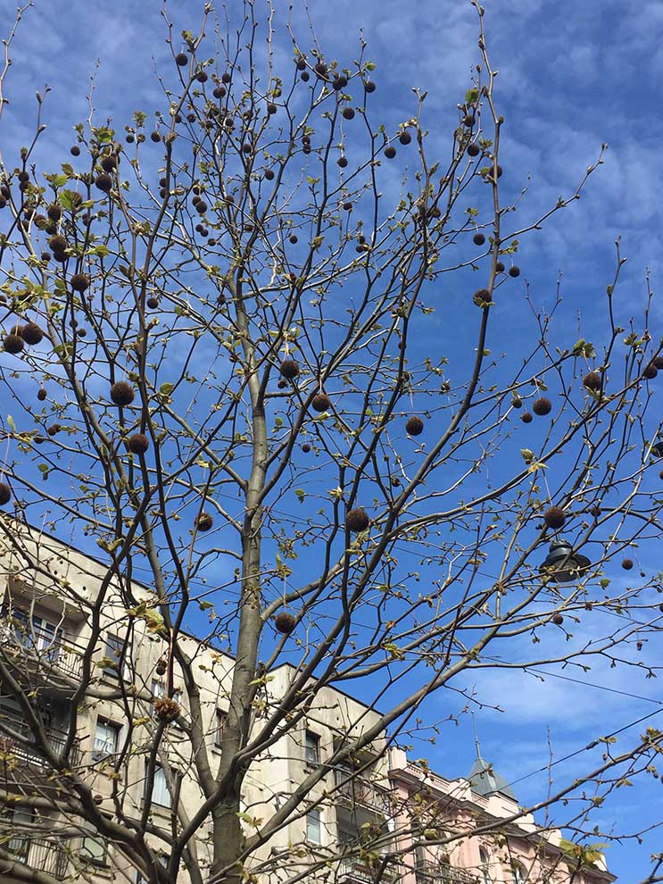 platan klonolistny (Platanus × acerifolia)