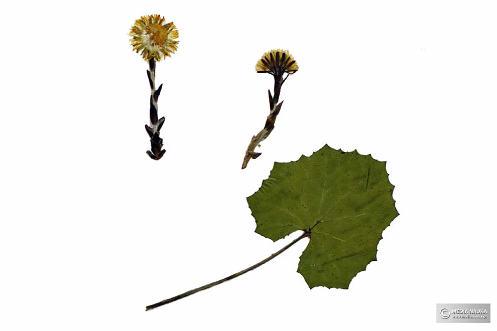 podbiał pospolity (Tussilago farfara)