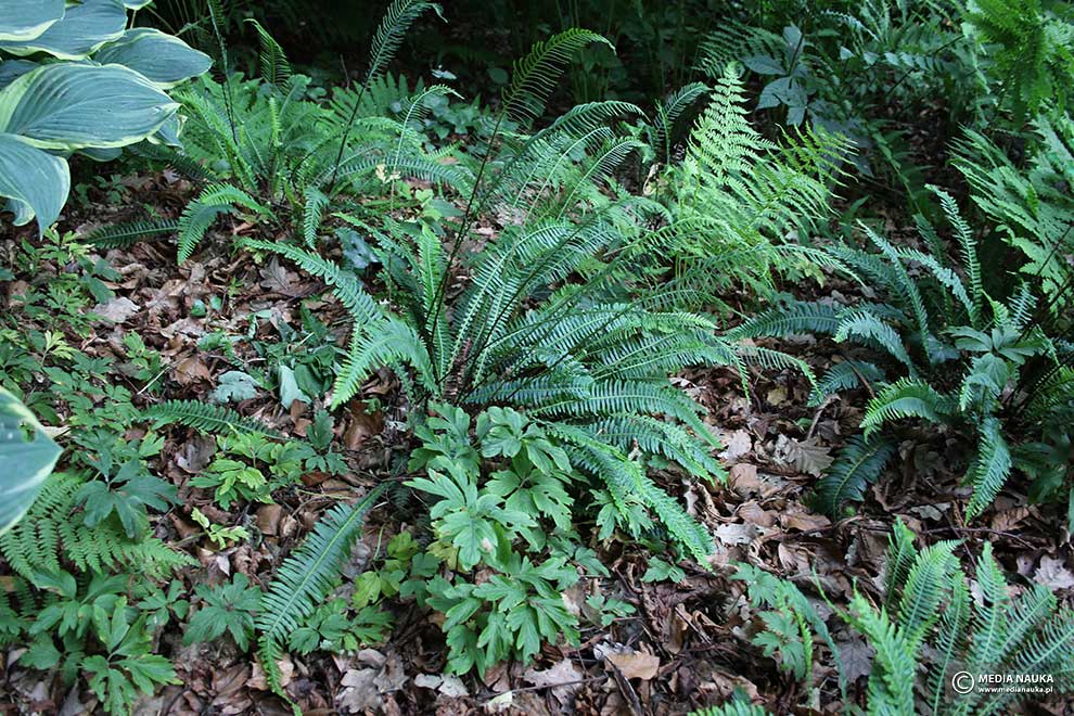 podrzeń żebrowiec (Blechnum spicant)