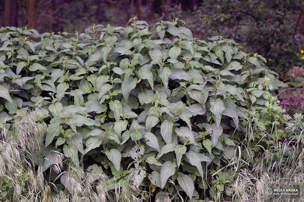 pokrzywa zwyczajna (Urtica dioica)