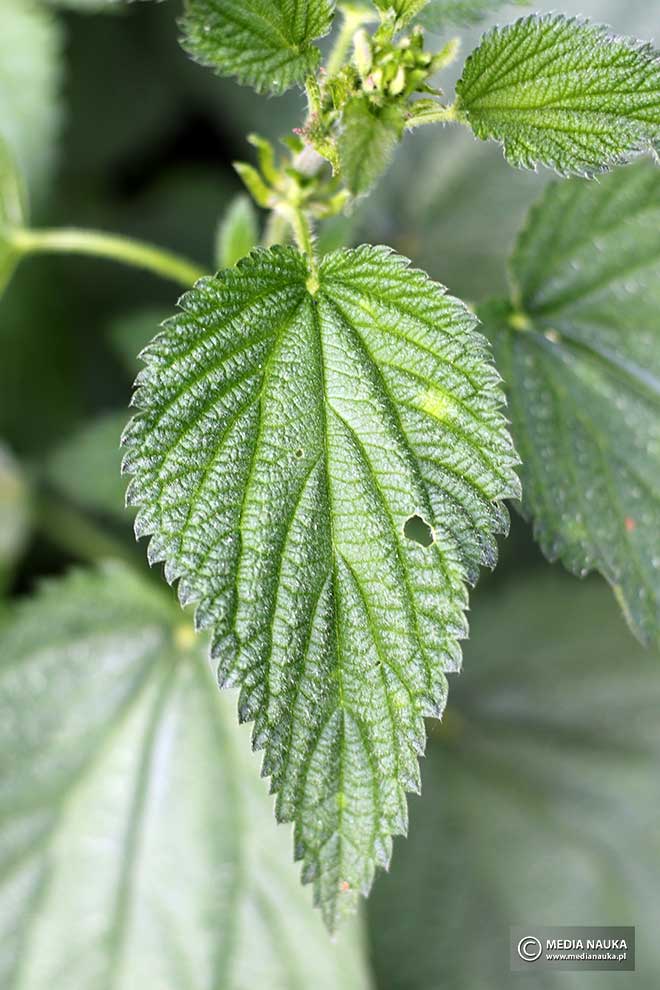 pokrzywa zwyczajna (Urtica dioica)