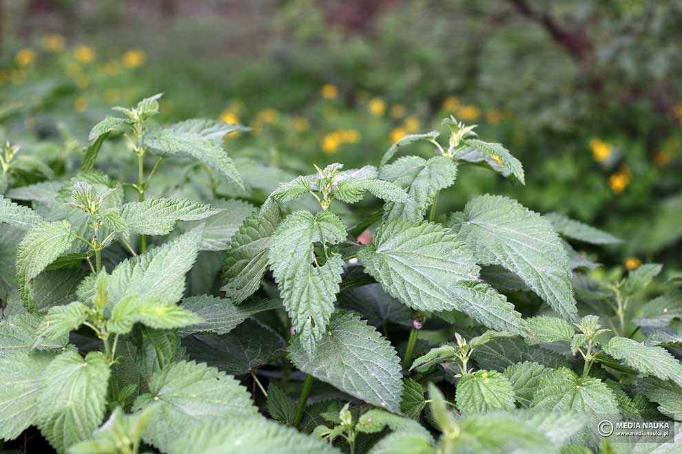 pokrzywa zwyczajna (Urtica dioica)
