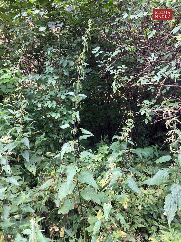 pokrzywa zwyczajna (Urtica dioica)