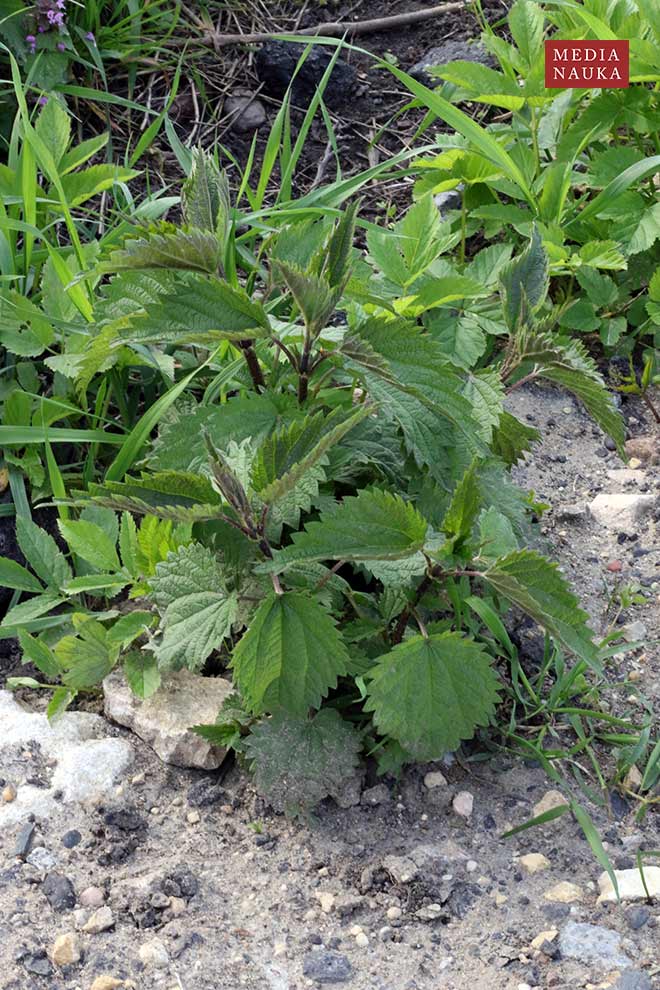 pokrzywa zwyczajna (Urtica dioica)